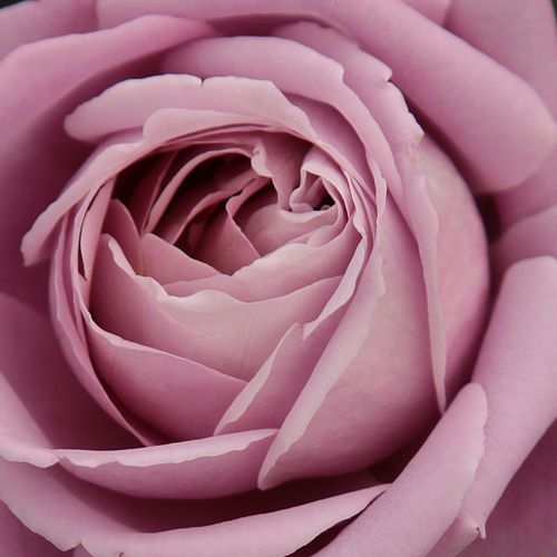 Rosa Waltz Time™ - rosa de fragancia discreta - Árbol de Rosas Híbrido de Té - rosal de pie alto - púrpura - Georges Delbard, Andre Chabert- forma de corona de tallo recto - Rosal de árbol con forma de flor típico de las rosas de corte clásico.